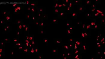 Hot Sarah Gangbang Orgy with Cumshot and Creampie - Pink Clip HD