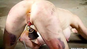 Greyhound Ring The Bell