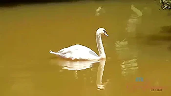 Moka Mora - Mokas Eyes Lit Up When The Birds Came To Her