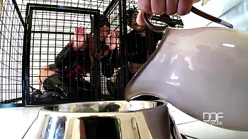 Nick Lang tames 2 beauties in cat role play [Part 1]