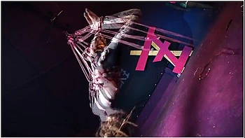 Tattooed Skinny Girl Get Suspended On Rope - Bondage Shiabri Bdsm