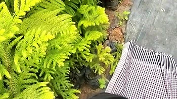 Husband Wife Full Deshi Sexy Videos