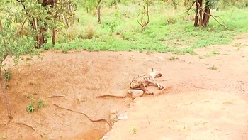 Sexy Black Girlfriend Hard Pussy Pounded